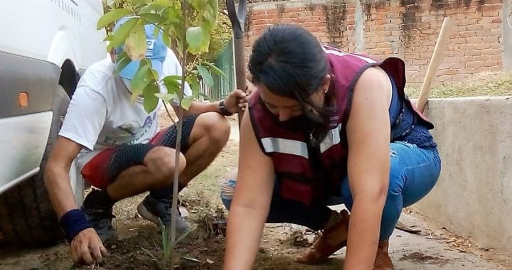 Más de 4 mil árboles frutales se han plantado en el municipio de Manzanillo