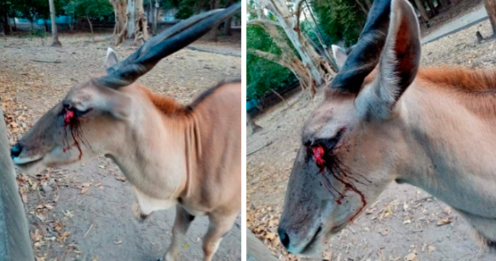 Nuevamente, acusan a Ecoparc de maltrato animal