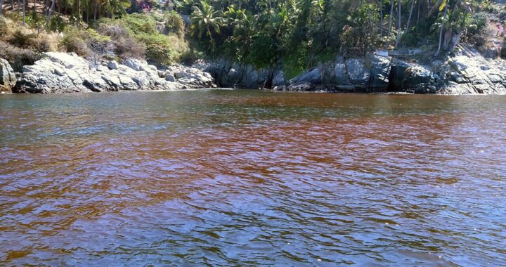 Detectan marea roja tóxica en Manzanillo; Salud alerta no consumir moluscos bivalvos