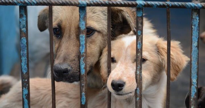 Senadores alistan reformas para endurecer sanciones contra maltrato animal