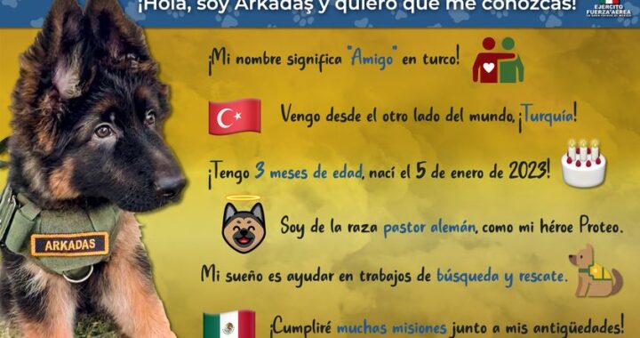 Arkadas, el nuevo integrante turco del binomio canino de Sedena