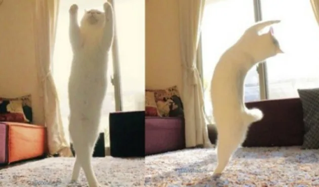 ¿Un gato que baila ballet? ¡Sí! Y ahora se ha vuelto famoso